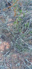 Drosanthemum lavisii
