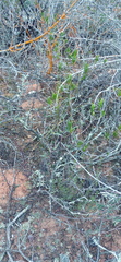 Drosanthemum lavisii