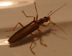 Thelyphassa lineata