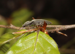 Agriotes pilosellus