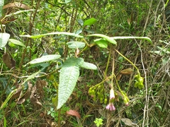 Aristeguietia glutinosa