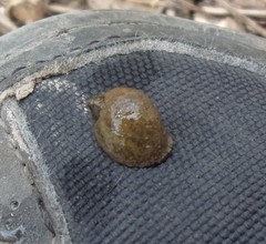 Ampullaceana balthica