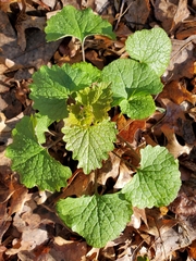 Alliaria petiolata