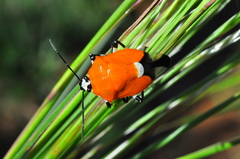 Coryzorhaphis leucocephala