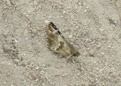 Heliopetes domicella