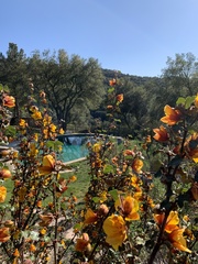 Fremontodendron