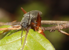 Agriotes pilosellus