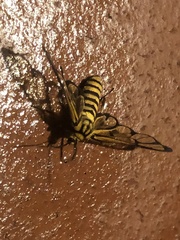 Amata grotei