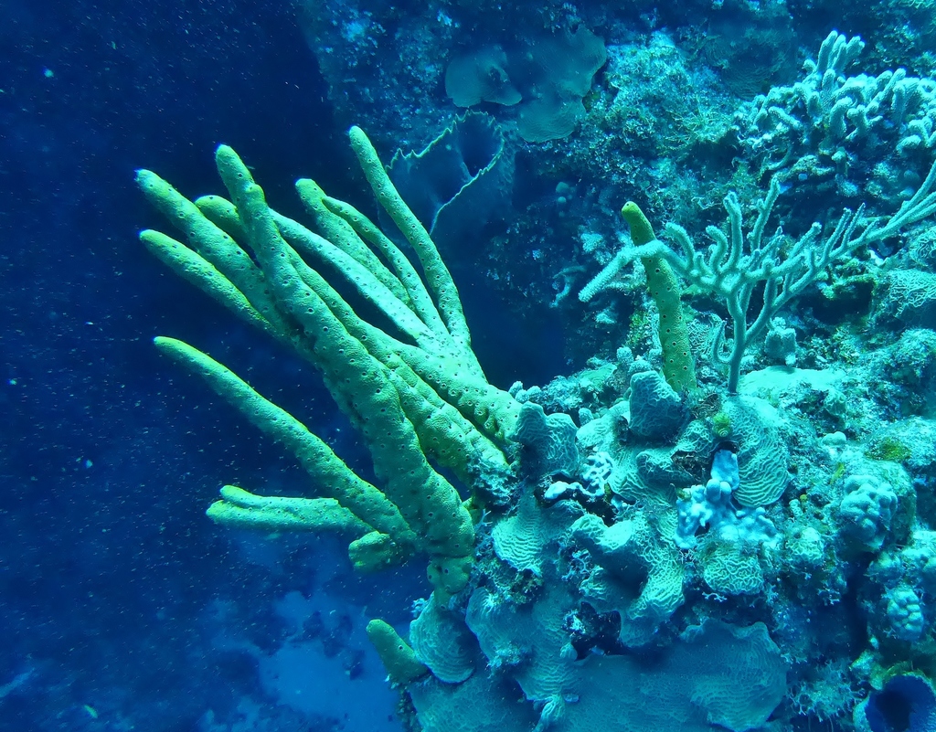 Agelas sceptrum