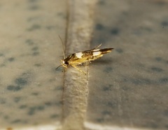 Stathmopoda paradiplaspis