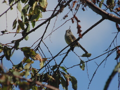 Anairetes parulus parulus