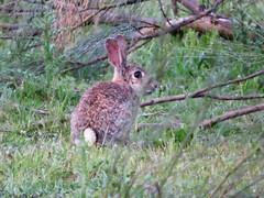 Oryctolagus cuniculus