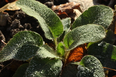 Meconopsis betonicifolia