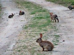 Oryctolagus cuniculus
