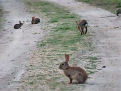 Oryctolagus cuniculus