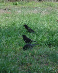 Curaeus curaeus curaeus