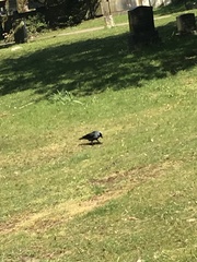 Corvus monedula