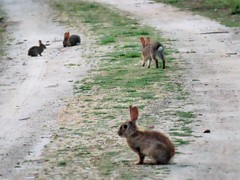 Oryctolagus cuniculus
