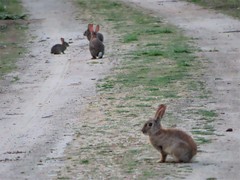 Oryctolagus cuniculus