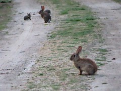 Oryctolagus cuniculus