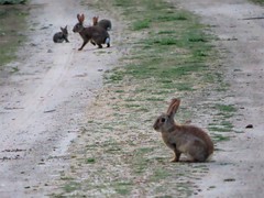 Oryctolagus cuniculus