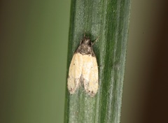 Tyrolimnas anthraconesa