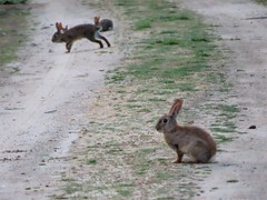 Oryctolagus cuniculus