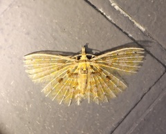 Alucita flavofascia