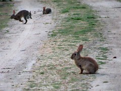 Oryctolagus cuniculus