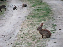 Oryctolagus cuniculus