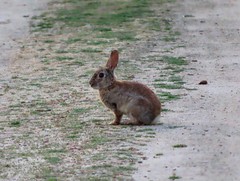 Oryctolagus cuniculus