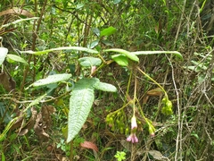 Aristeguietia glutinosa
