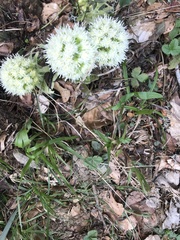 Petasites albus