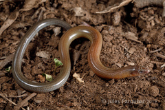 Two-Clawed Worm-Skink photo 2