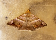 Buzara onelia