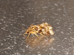 Callopistria exotica