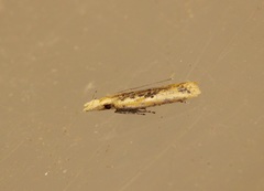 Dichomeris ochthophora