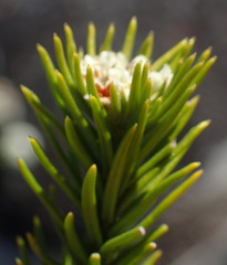 Phylica confusa