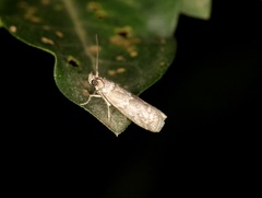 Ectomyelois ceratoniae