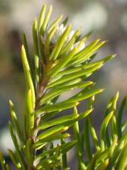 Phylica confusa