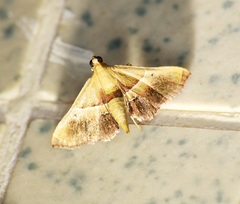 Endotricha repandalis