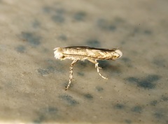 Epicephala albifrons