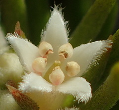 Phylica confusa