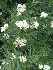 Sambucus australis