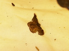 Fascellina chromataria