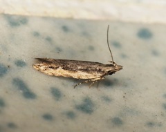 Hypatima venefica