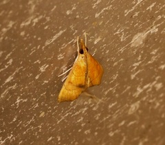 Hemiscopis sanguinea