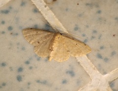 Idaea ptyonopoda
