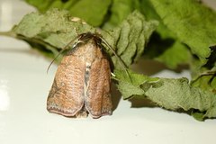 Beara tortriciformis