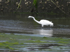 Ardea alba